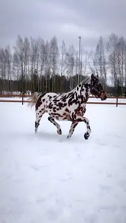 DREAM HORSE