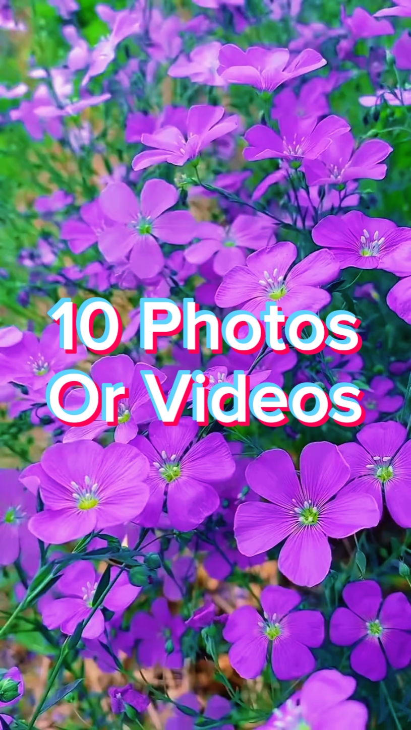 10 Foto-Dias
