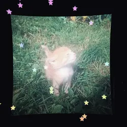 cat edit >:3
