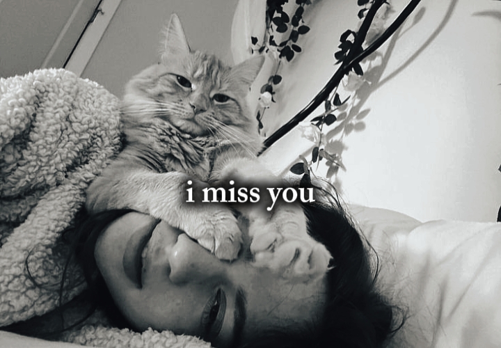 imissyou my cat 