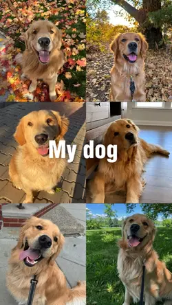 My dog