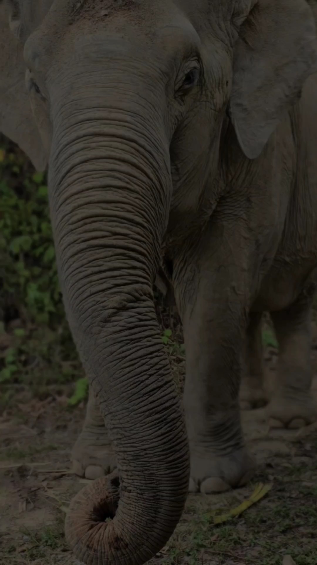 Elefante 