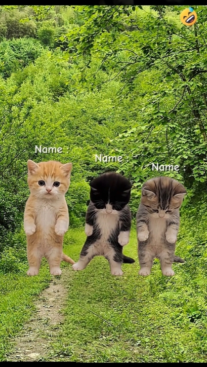 Dança Gato.. 