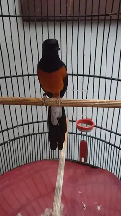 Manuk32-Omkumiskicau