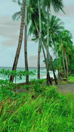 Ambon Manise