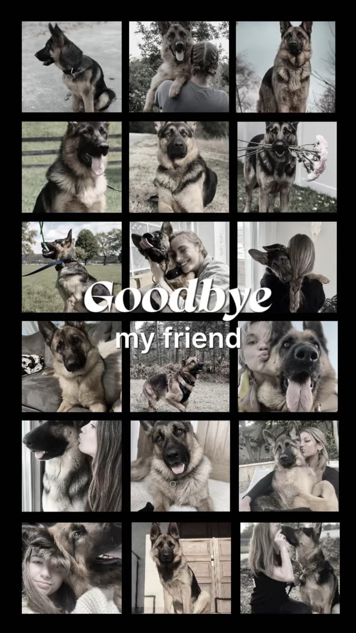 Adiós mi perro 