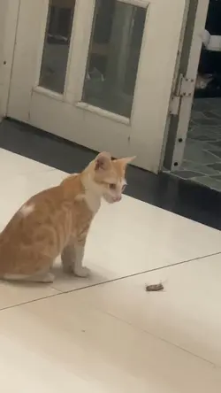 Nhán đuổi mèo
