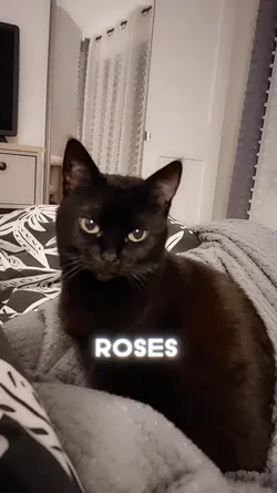 Roses are red...