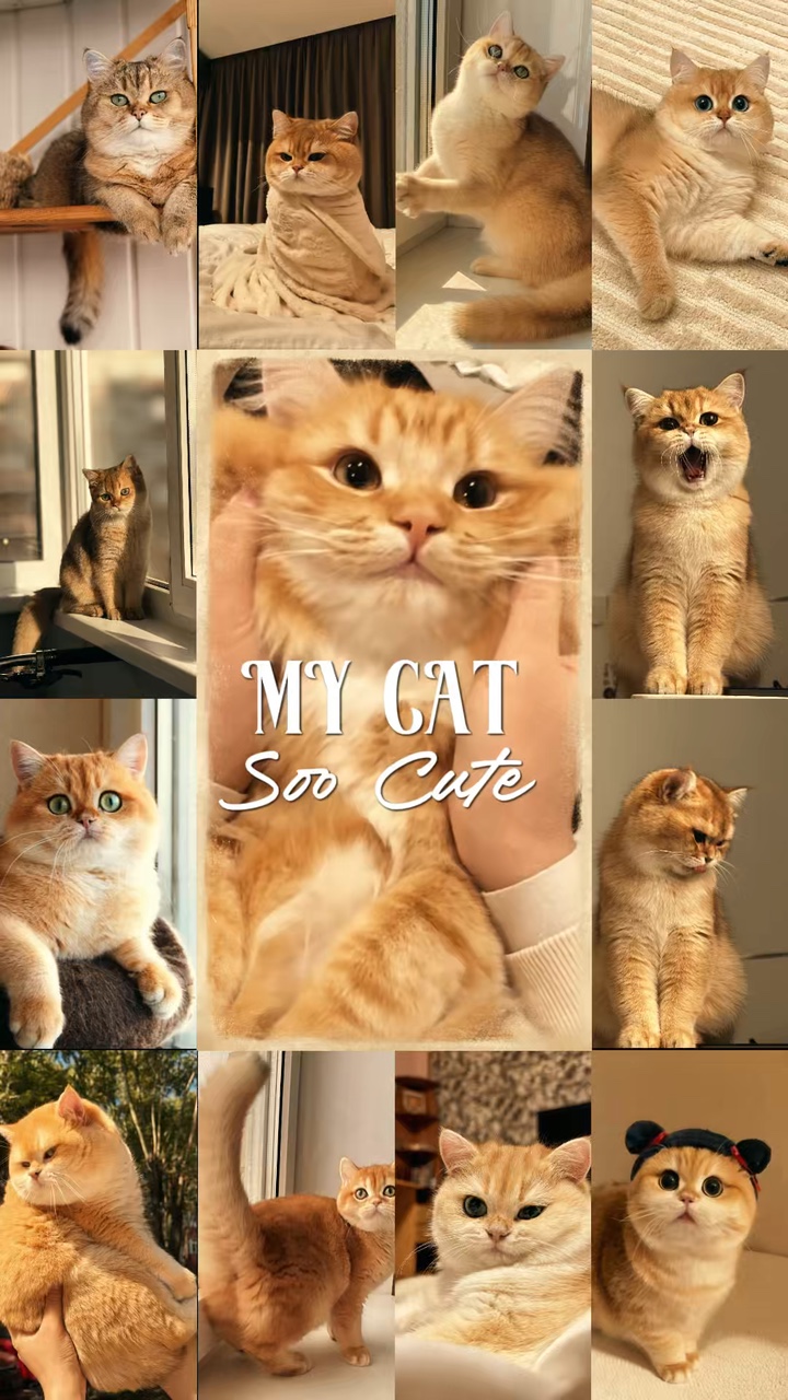Meine Katze 