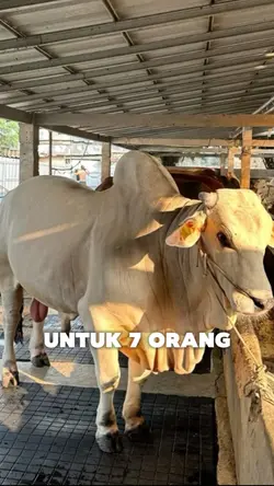 trend sapi 