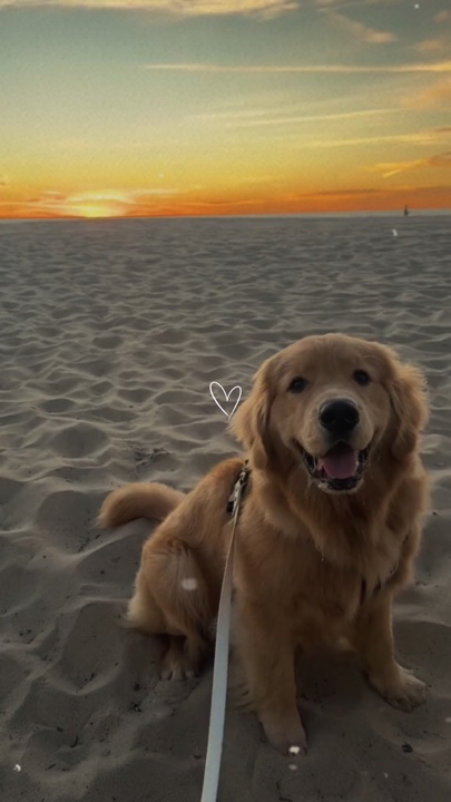 Momentos de perros 