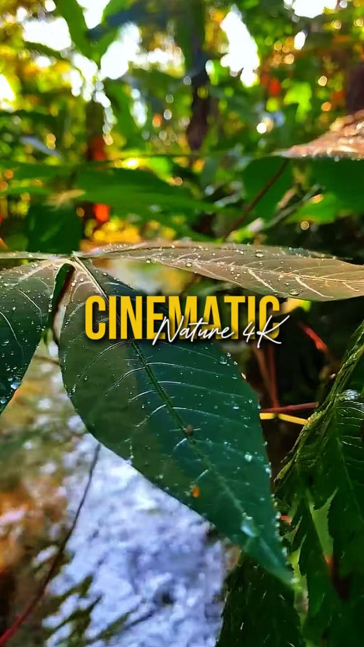 Natureza Cinematográfica 4K