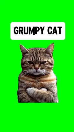 GRUMPY CAT