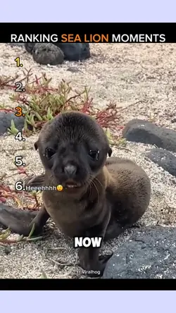 sea lion
