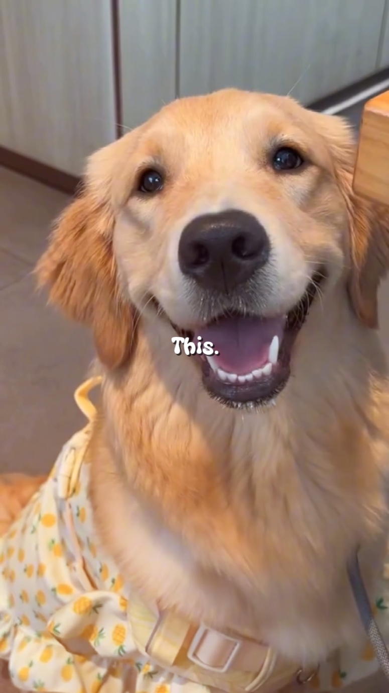 Estética: resumen de perros