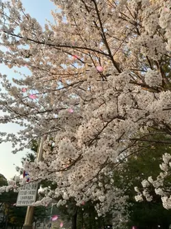 hoa anh đào/ 벚곷🌸