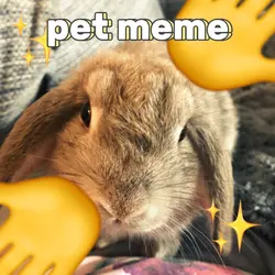 pet meme ❤️