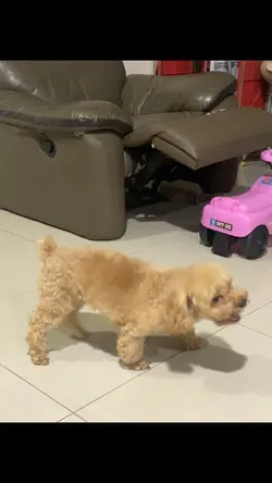 实况live动图