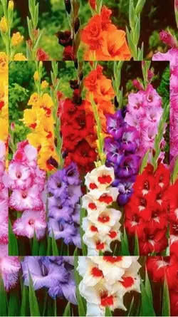 Gladioli 