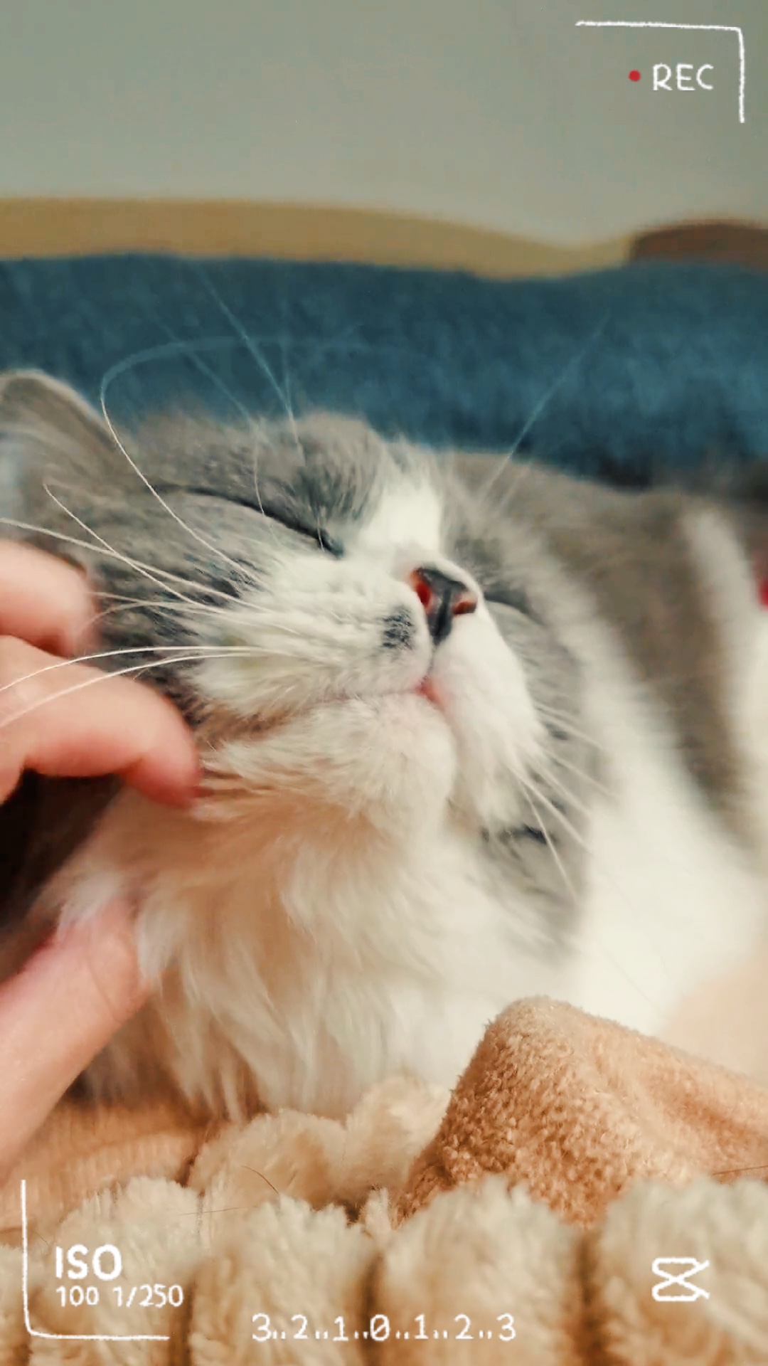 Amoureux des chats