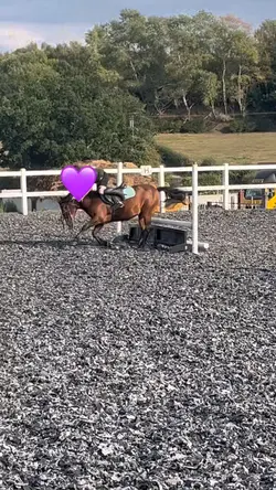 Miss rabbit has