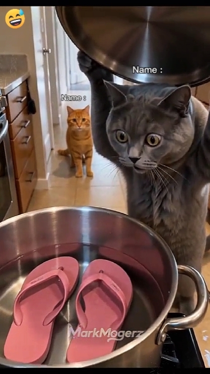 Kedi Komik 