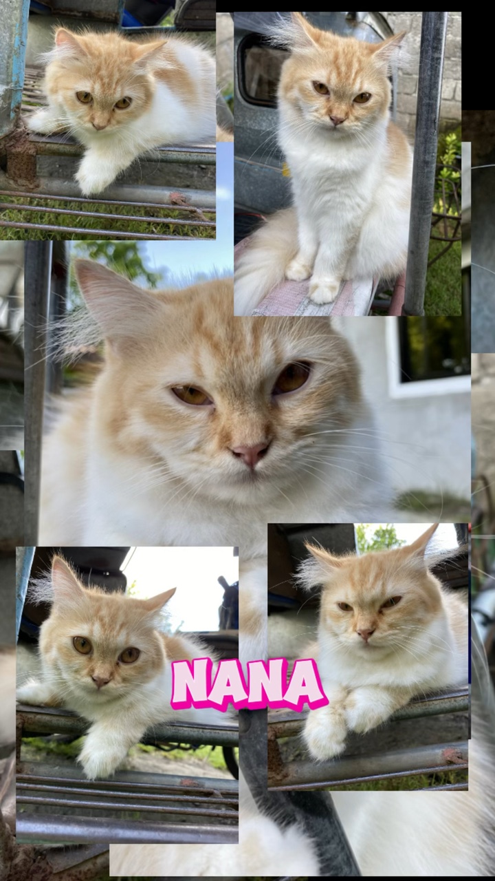 Beuge deine Katzen 🐱 