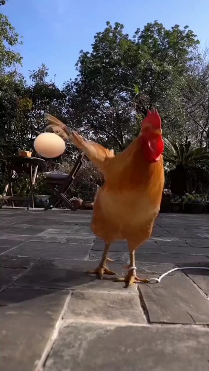 magic egg ²⁸