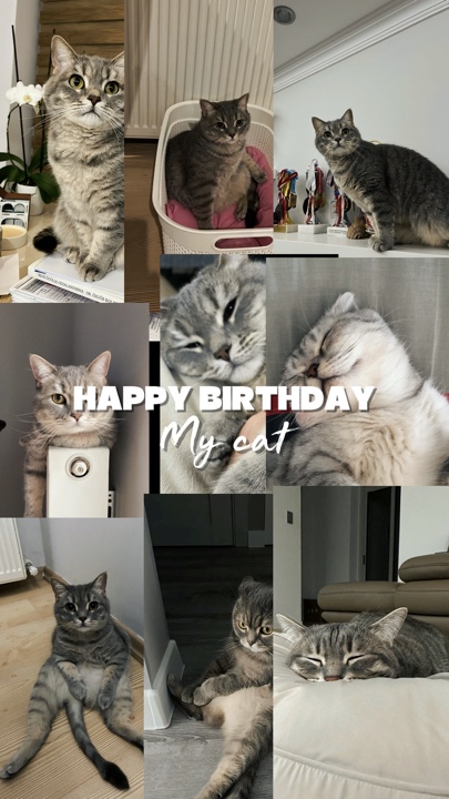 HPBD 내 고양이