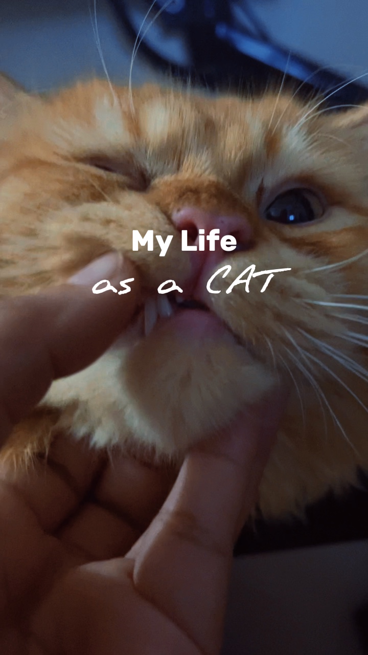 KEDİ HAYATI