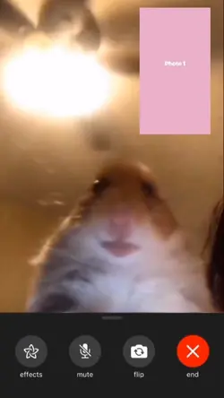 Hamster video call
