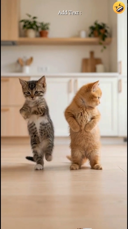 Gato fofo...