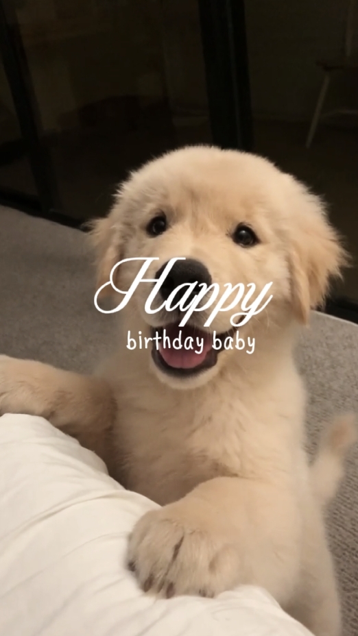 Aniversário de cachorro 