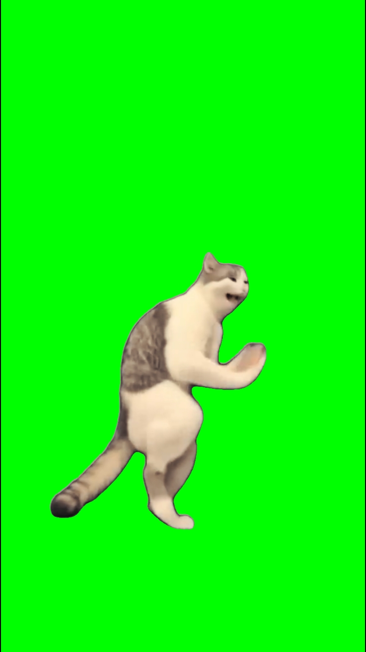 Dança do gato beethoven