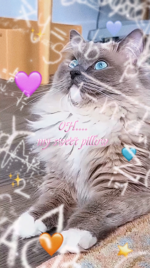 ANIMAL TEMPLATE