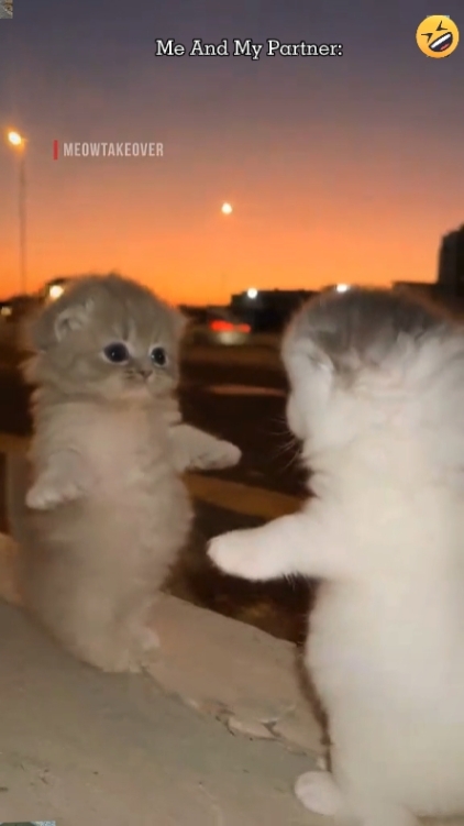 Cute cat, Add Text