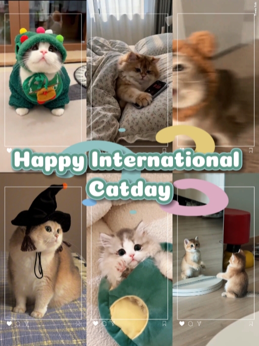 Fröhlicher Catday
