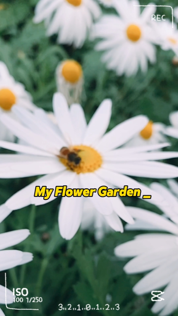 Meu jardim de flores 