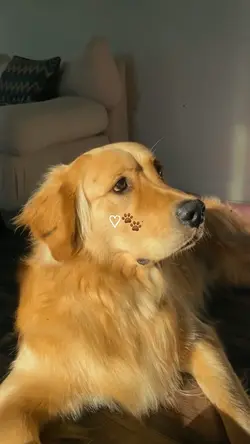 my dog 