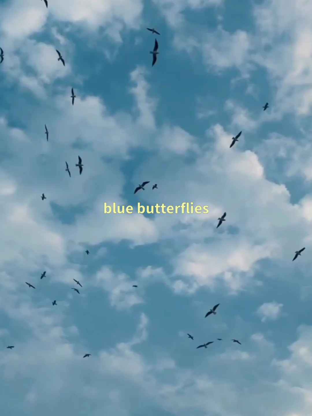 blaue Schmetterlinge