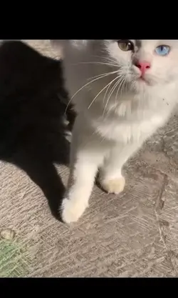 🥺💞