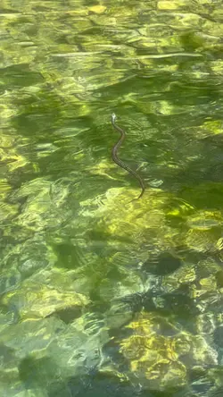 snake in the water 😬