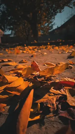 pal pal slowmotion 