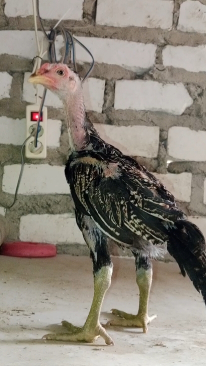 jabrik dan anknya 