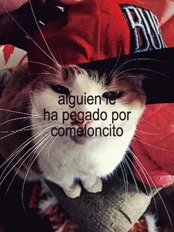 Montagem miau 