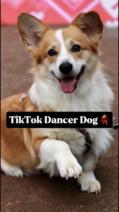 TikTok Tänzer Hund 💃