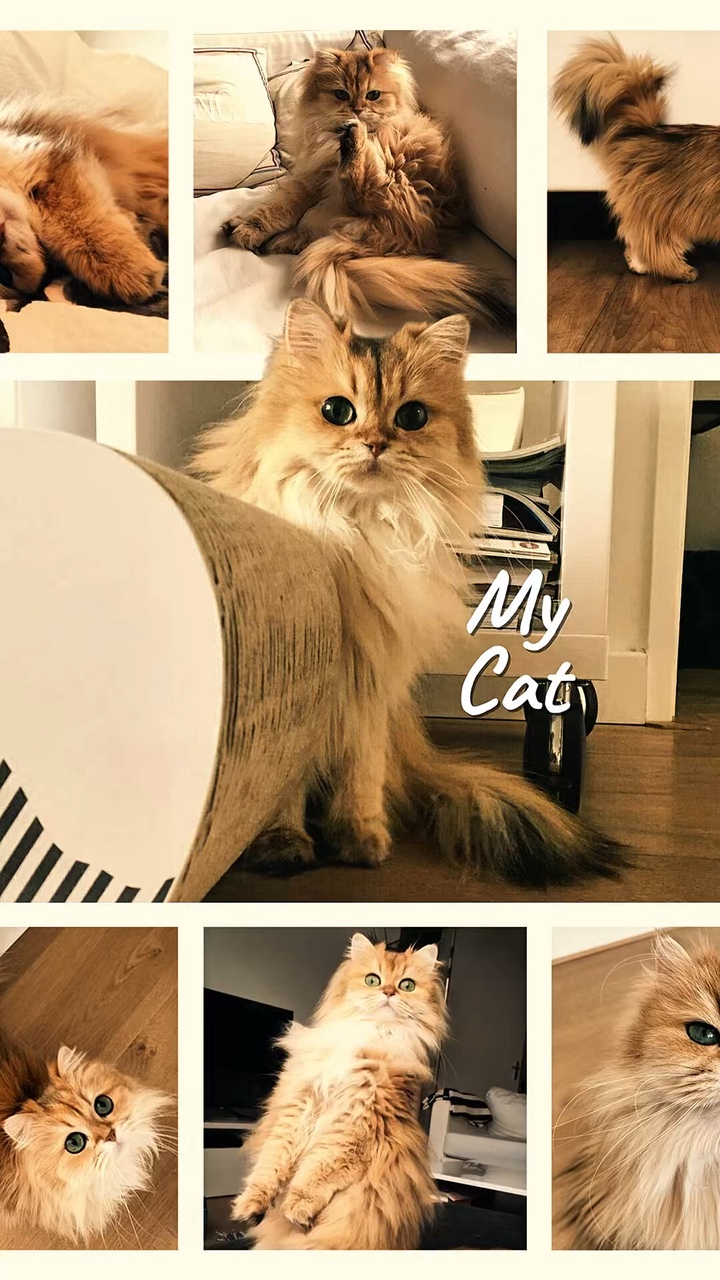 Gato fofo 