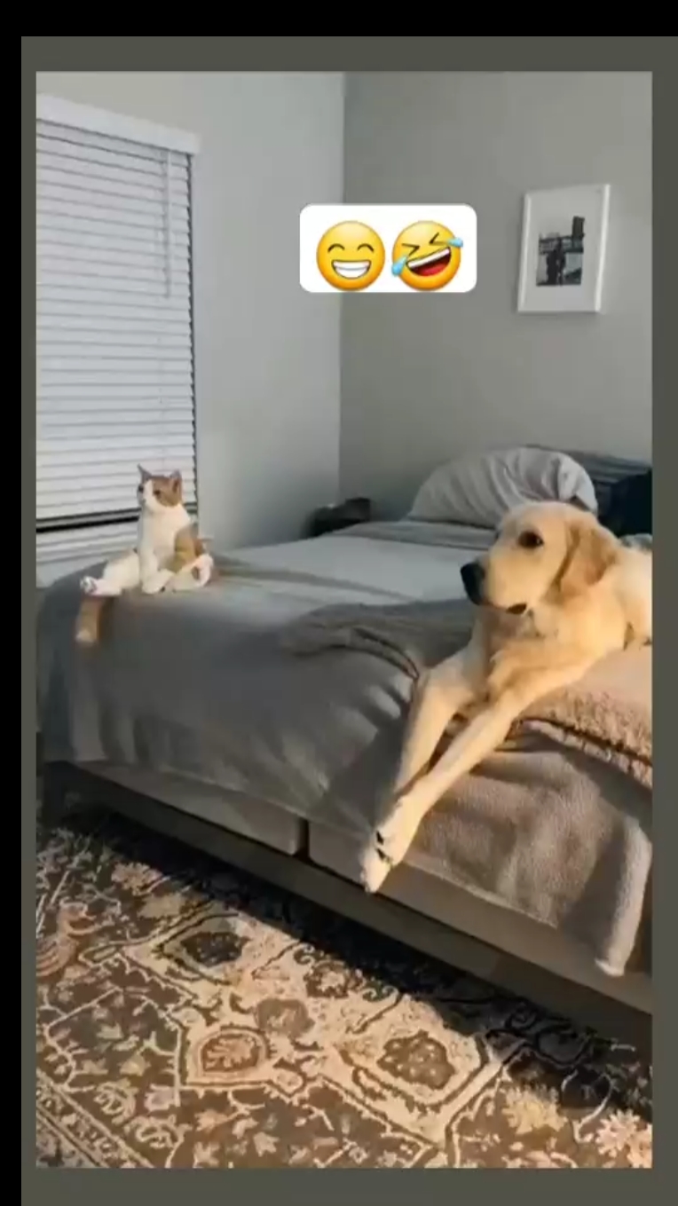 My cat and dog