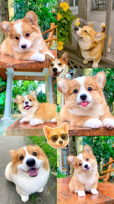 bebek Corgi
