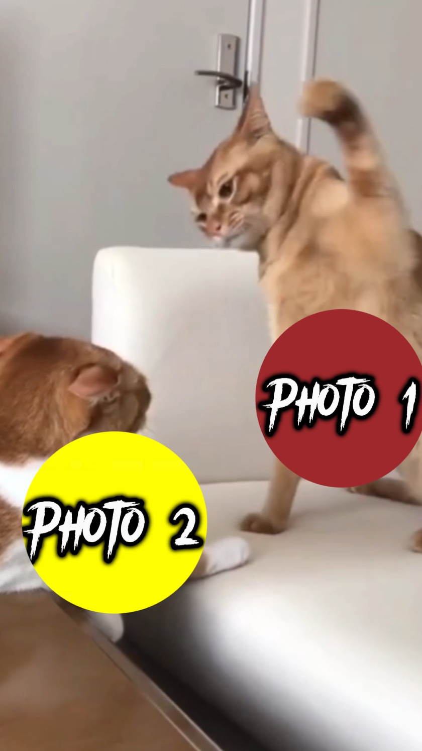 Nuevo ataque de gato 